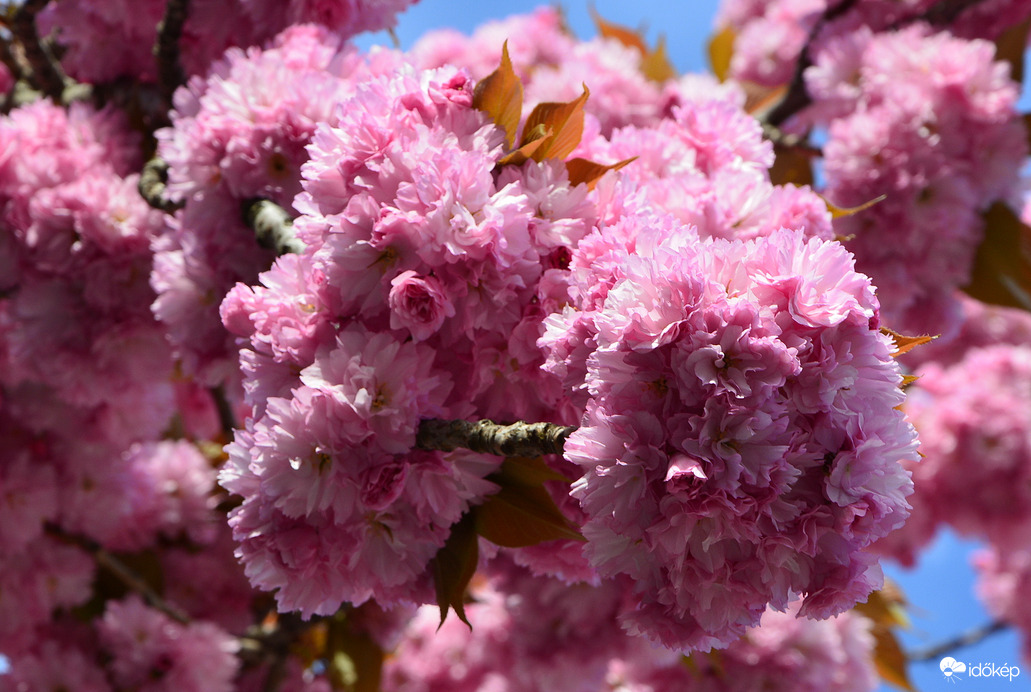 Japán díszcseresznye virágzás Szombathelyen 04.04.
