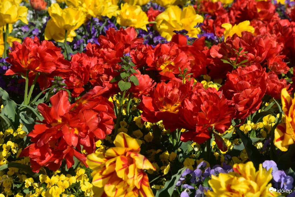 Keszthelyi tulipánok