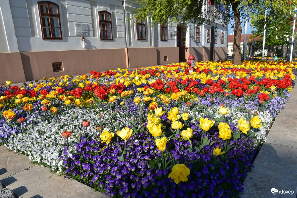 Keszthelyi tulipánok