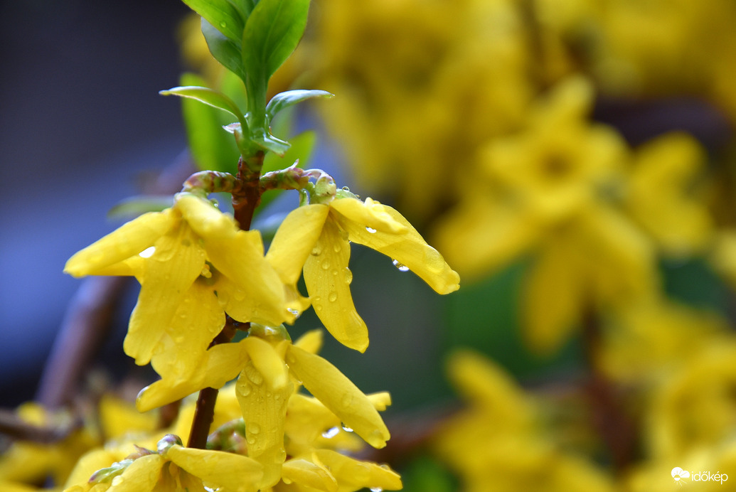 Esőcseppesen 03.25.