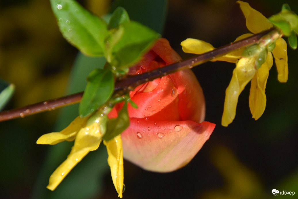 Esőcseppesen 04.01.