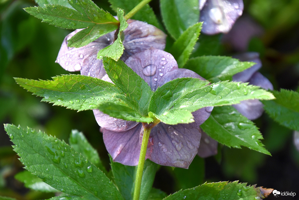 Esőcseppesen Szombathelyen 04.01.