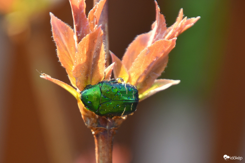 Esőcseppesen Szombathelyen 04.01.