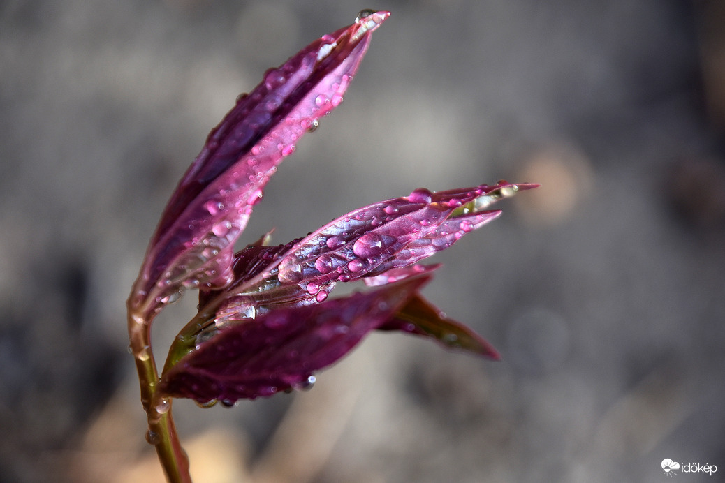 Esőcseppesen Szombathelyen 04.01.