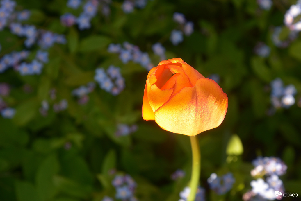 Tulipán kék nefelejcsek között 04.30.