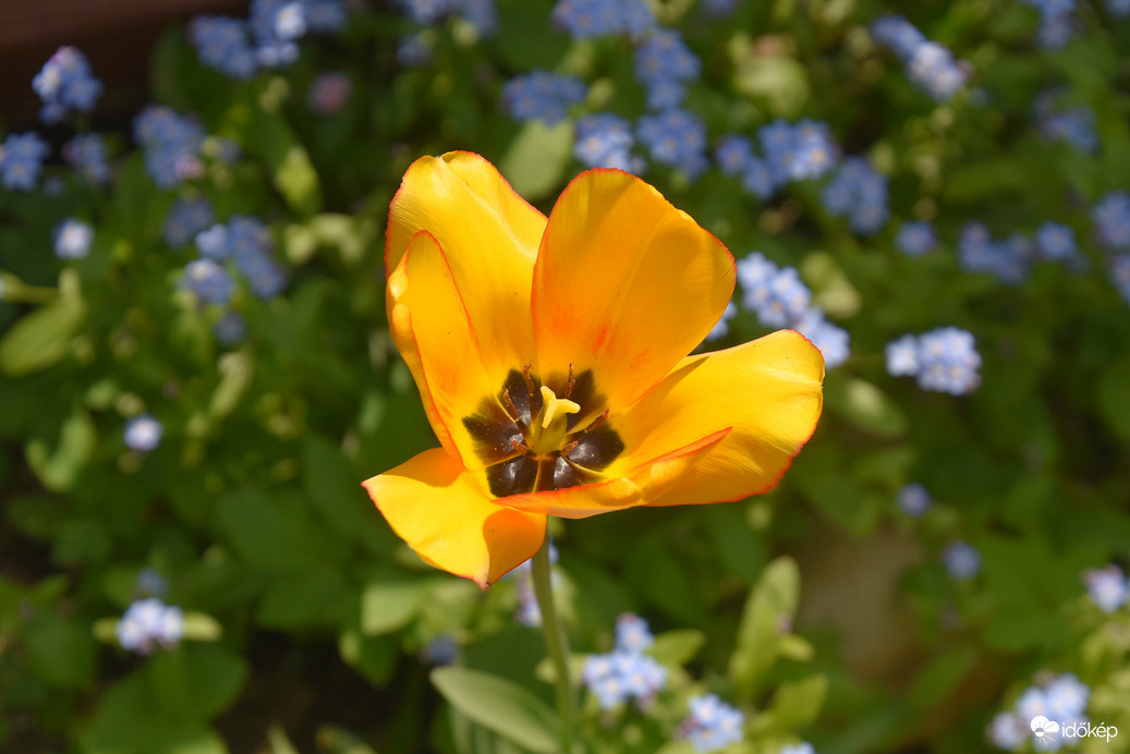 Nefelejcsek között tulipán