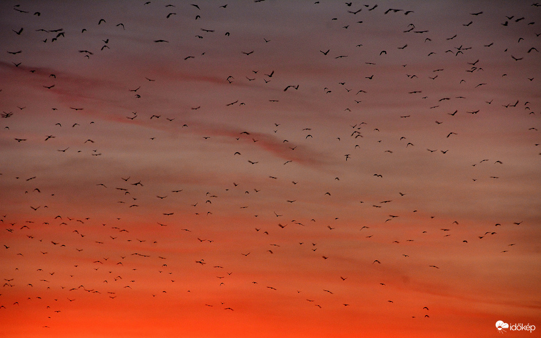 Madarak a naplementében 10.11.