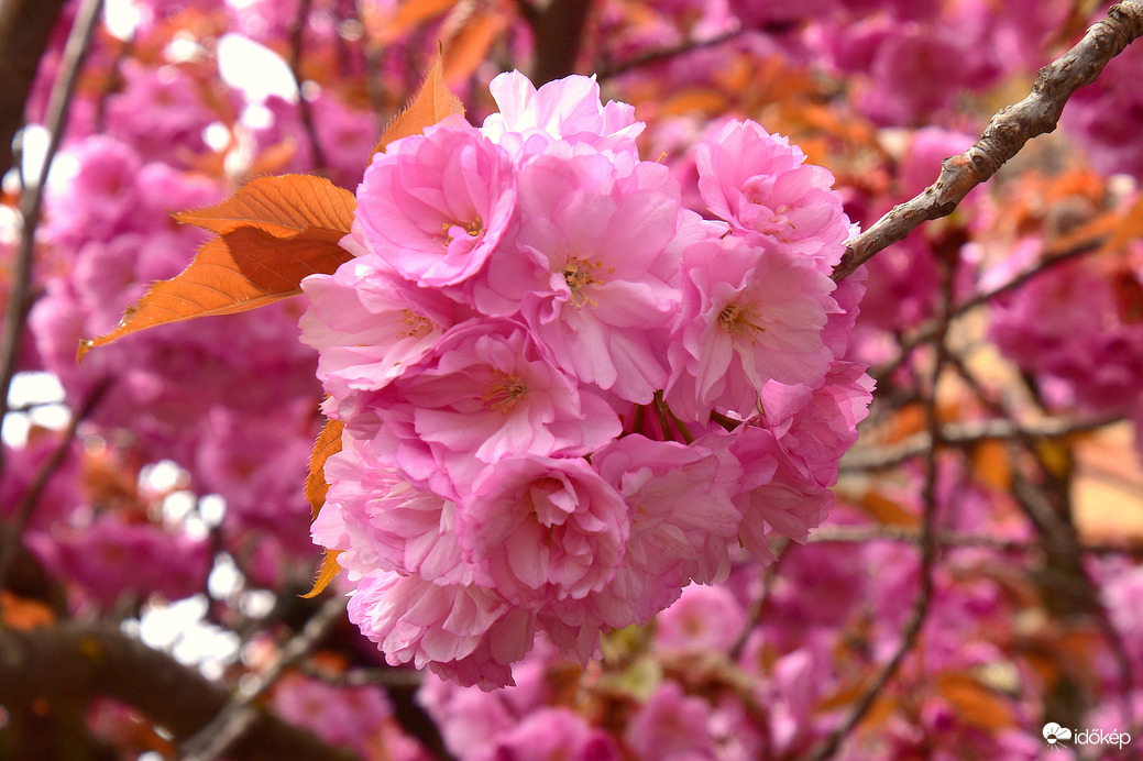 Japán díszcseresznyevirágzás