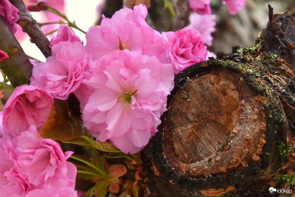 Japán díszcseresznyevirágzás