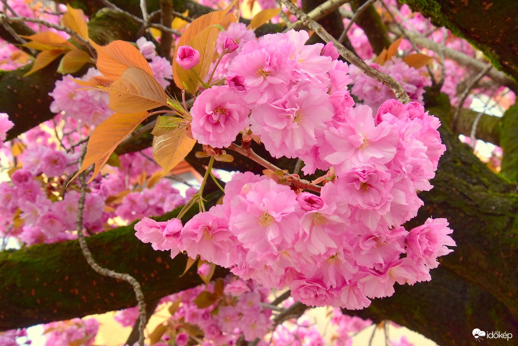 Japán díszcseresznyevirágzás 