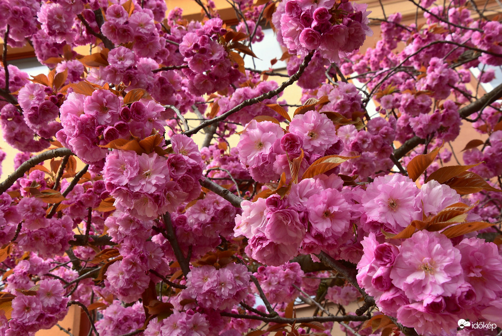 Japán díszcseresznyevirágzás