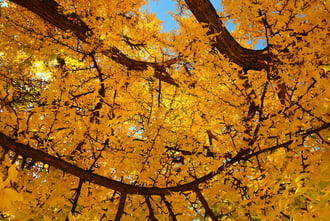 Sárga ruhát öltött a Ginkgo biloba (Kínai páfrányfenyő)