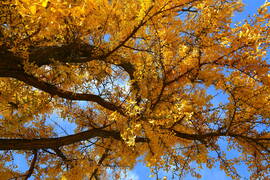 Sárga ruhát öltött a Ginkgo biloba (Kínai páfrányfenyő)