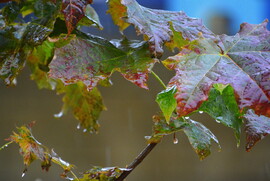 Esőcseppes falevelek 11.03.