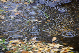 Esős november eleje 11.03.