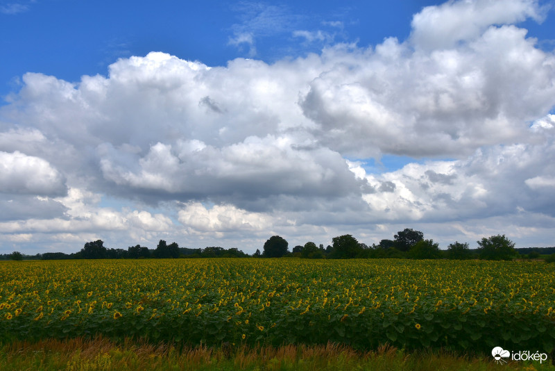 Sárvár határában 07.19.