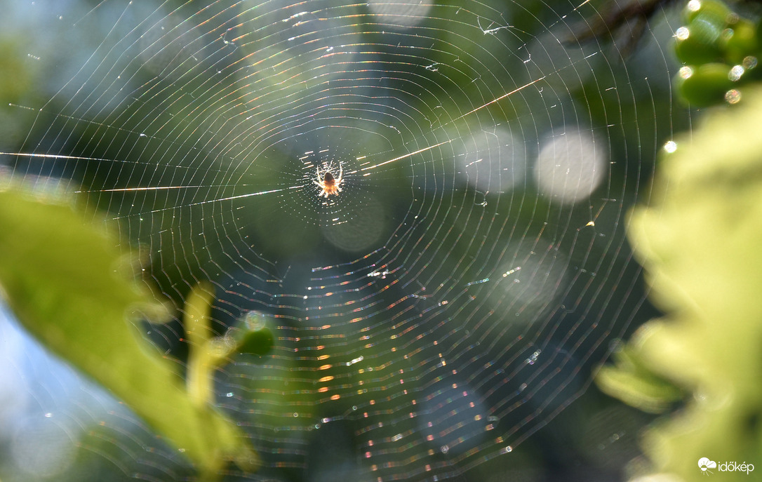 Pók a hálójával