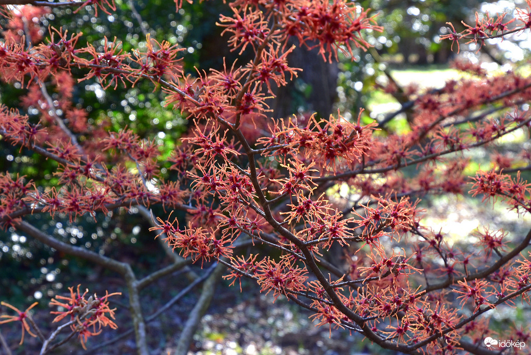 Varázsmogyoró 03.03.