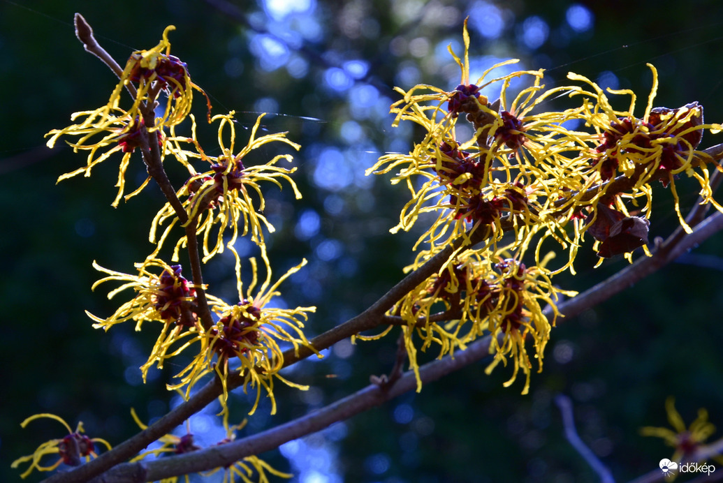 Varázsmogyoró 03.03.