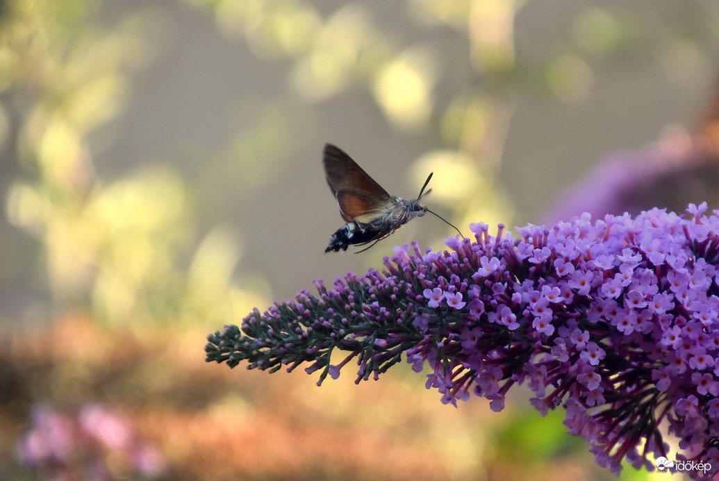 Kacsafarkú szender a nyári orgonán 07.28.