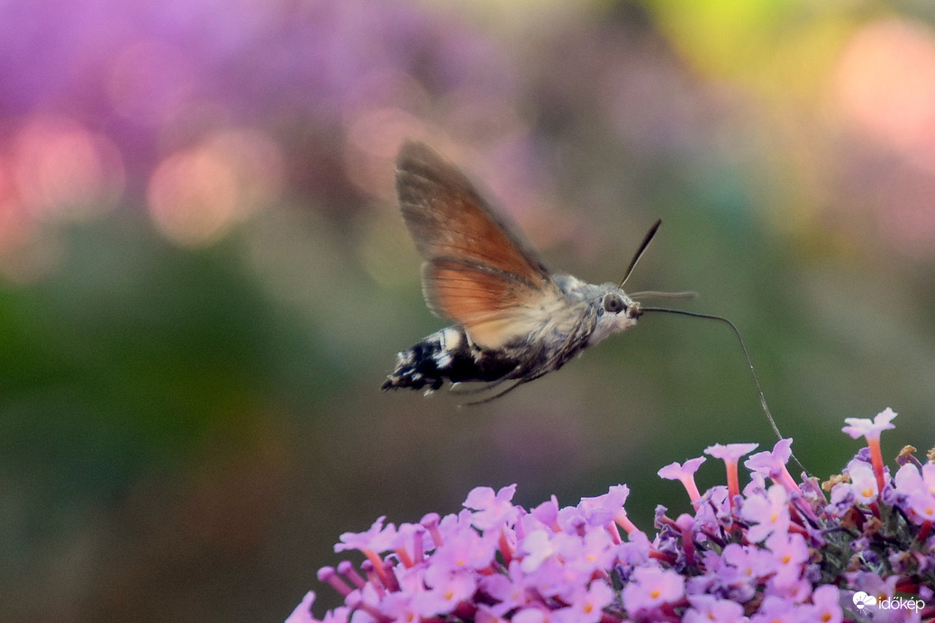 Kacsafarkú szender a nyári orgonán 07.28.