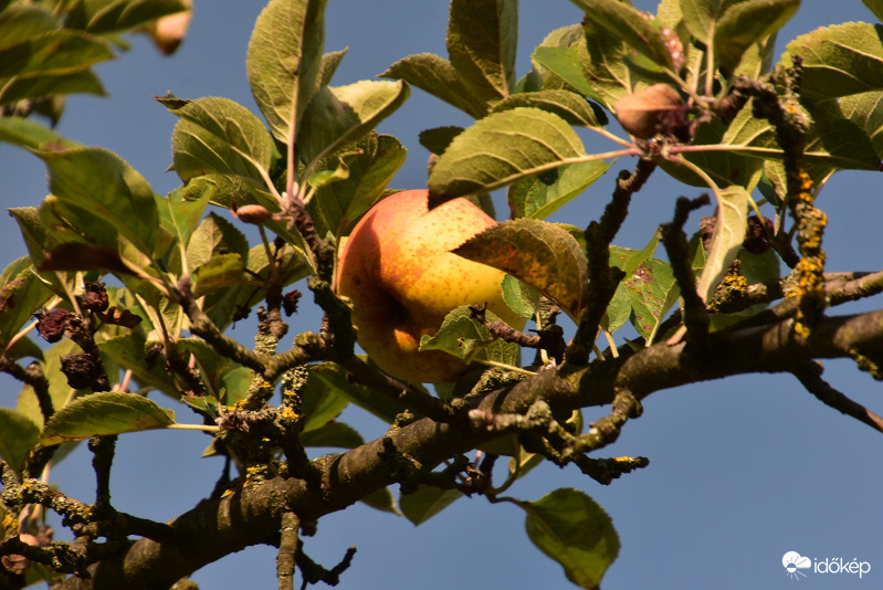 Pirosló alma 09.24.