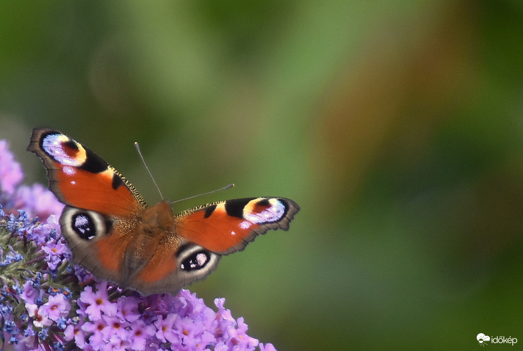 Nappali pávaszem lepke 08.13.
