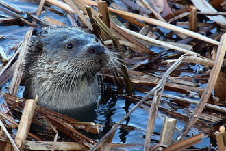 Kukucs! Vidra a Balatonban.