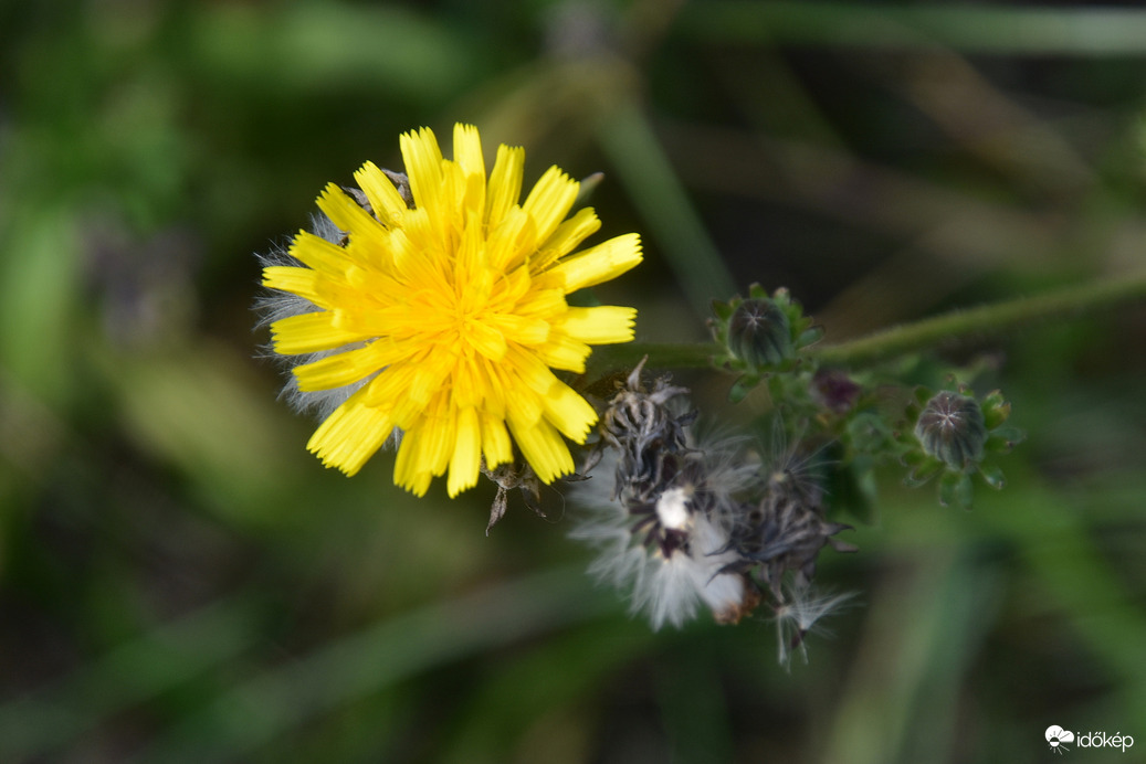 Szeptember elején 09.04.