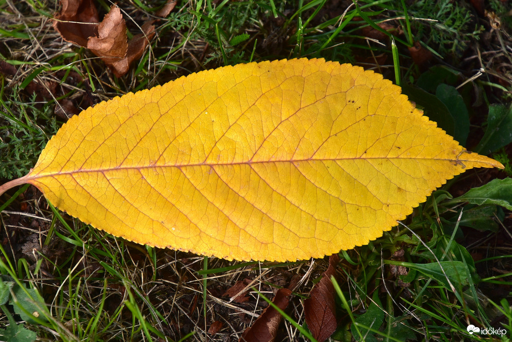 Elsárgult levél 09.04.