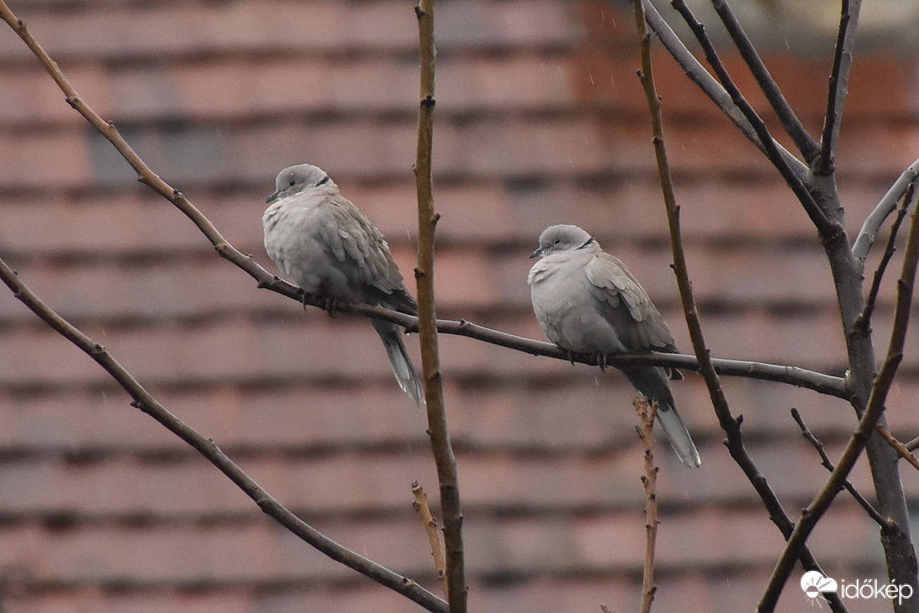 Szegénykék áznak, fáznak...12.25.