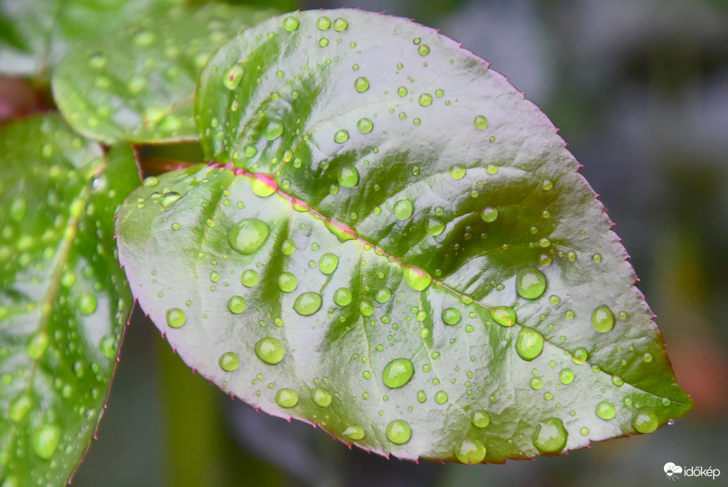 Esőcseppesen 09.07.