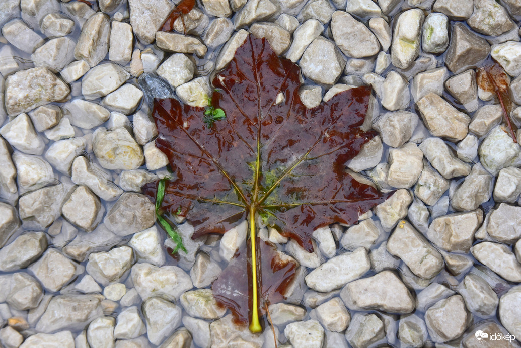 Az ősz lenyomata 09.17.