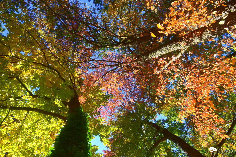 Színesedő lombkorona az "óriások földjén" Kámoni Arborétum 10.17.