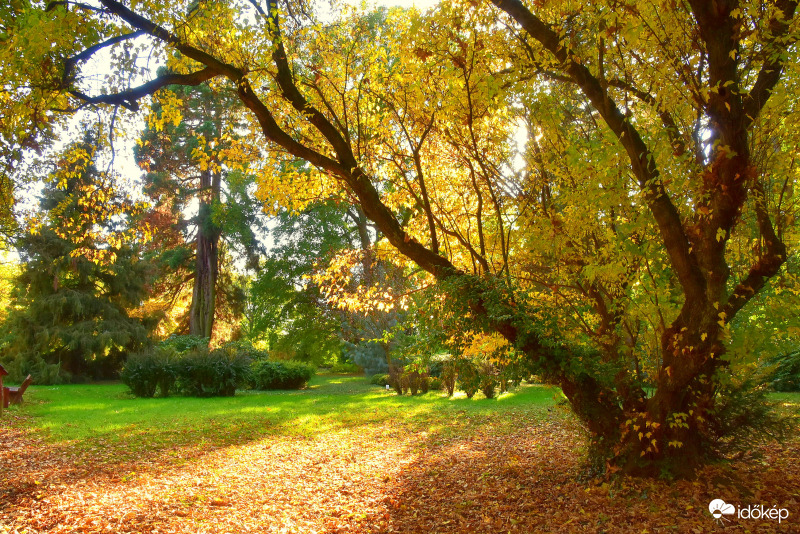 Színesedő lombkorona az "óriások földjén" Kámoni Arborétum 10.17.