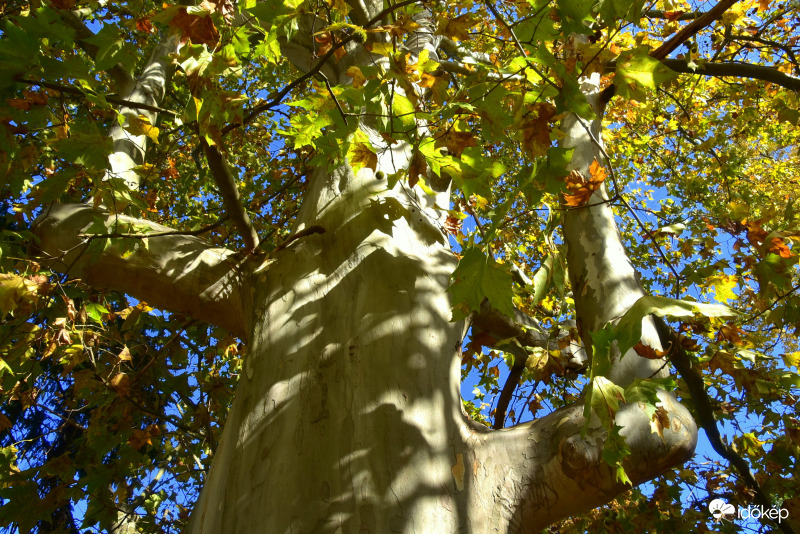 A vidám kétkarú fa még tartja a leveleket 10.24.