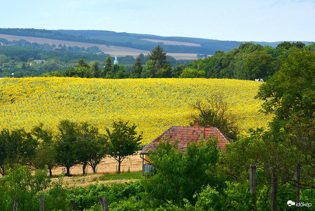 Mindenütt napraforgó