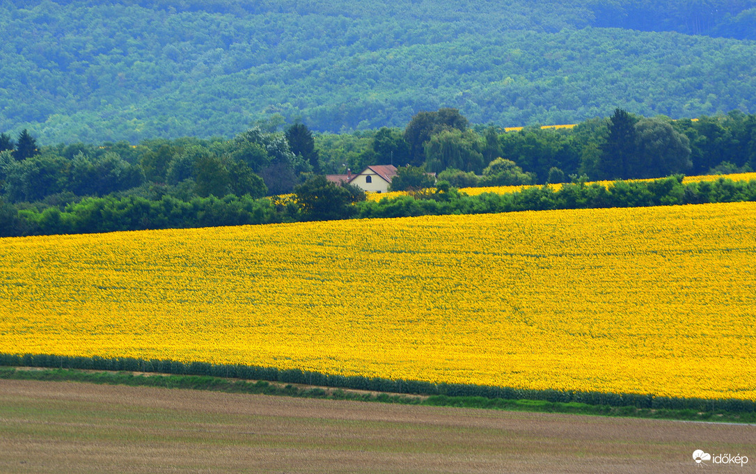 Ház napraforgókkal