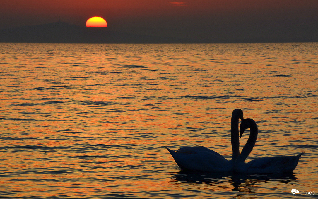 Hattyúszerelem 03.08.