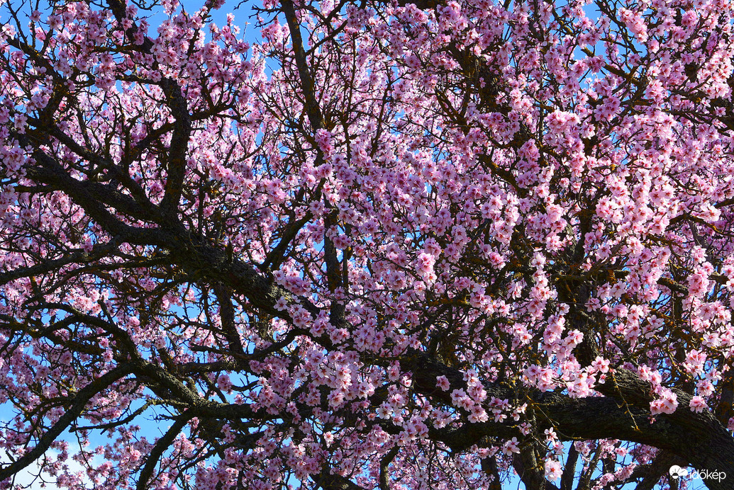 Mandulavirágzás 