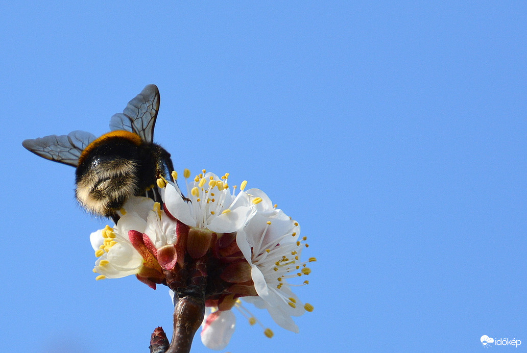 Szorgalmas dongó kaszibarack virágán 03.21.
