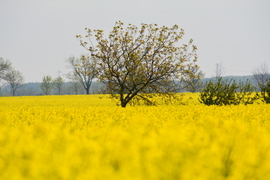 Repceföldön 04.24.