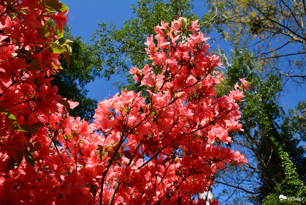 Rododendron virágzás a Jeli Arborétumban 05.01.