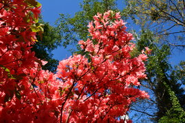 Rododendron virágzás a Jeli Arborétumban 05.01.