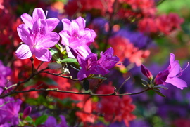 Gyönyörű rododendron virágzás a Jeli Arborétumban 05.01.