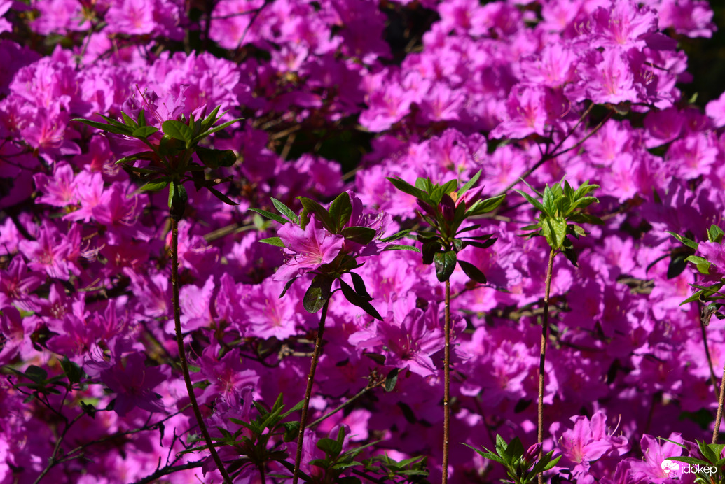 Rododendron virágzás a Jeli Arborétumban 05.01.