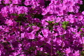 Rododendron virágzás a Jeli Arborétumban 05.01.