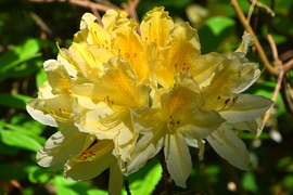 Gyönyörű rododendron virágzás a Jeli Arborétumban 05.01.