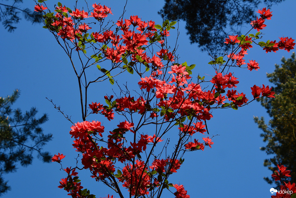Rododendron virágzás a Jeli Arborétumban 05.01.
