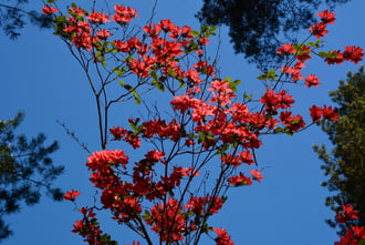 Rododendron virágzás a Jeli Arborétumban 05.01.